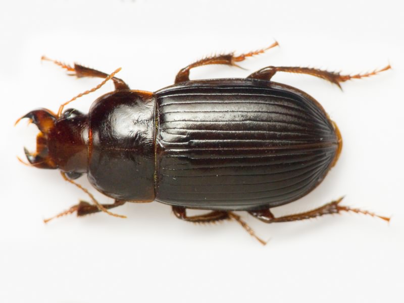 Carabidae Latreille, 1802